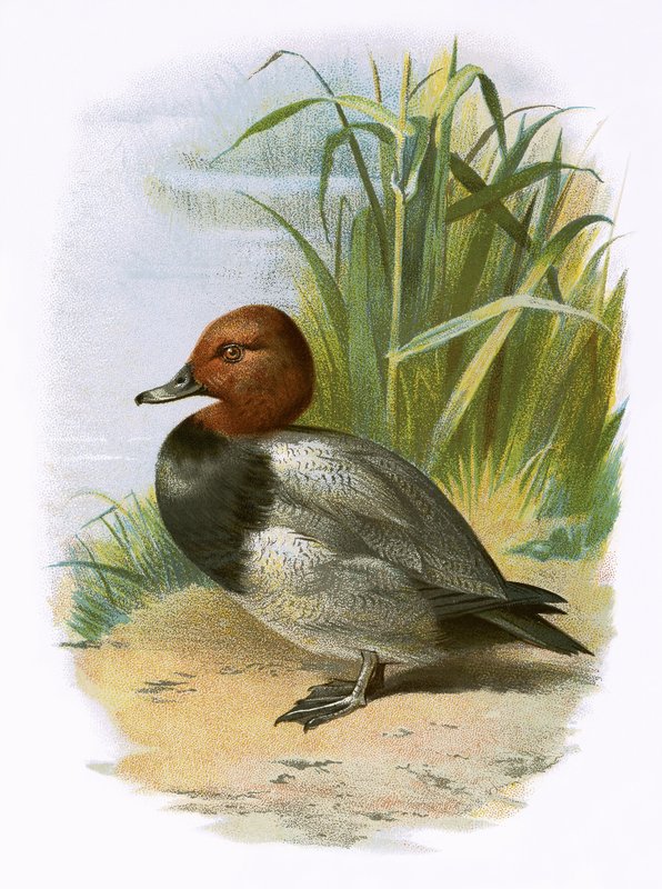Pochard by English School