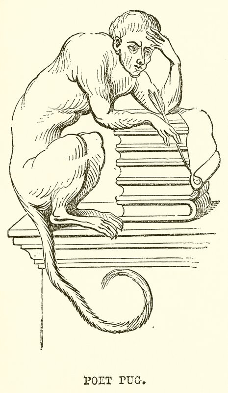 Poet Pug by English School