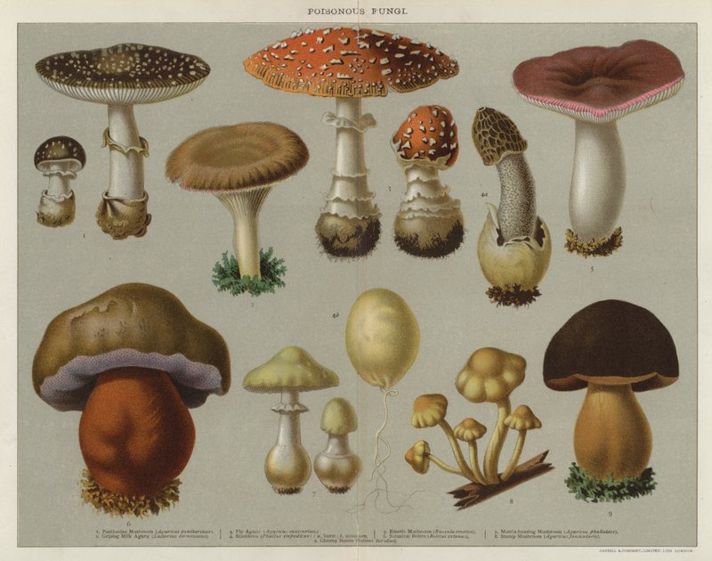 Poisonous Fungi by English School