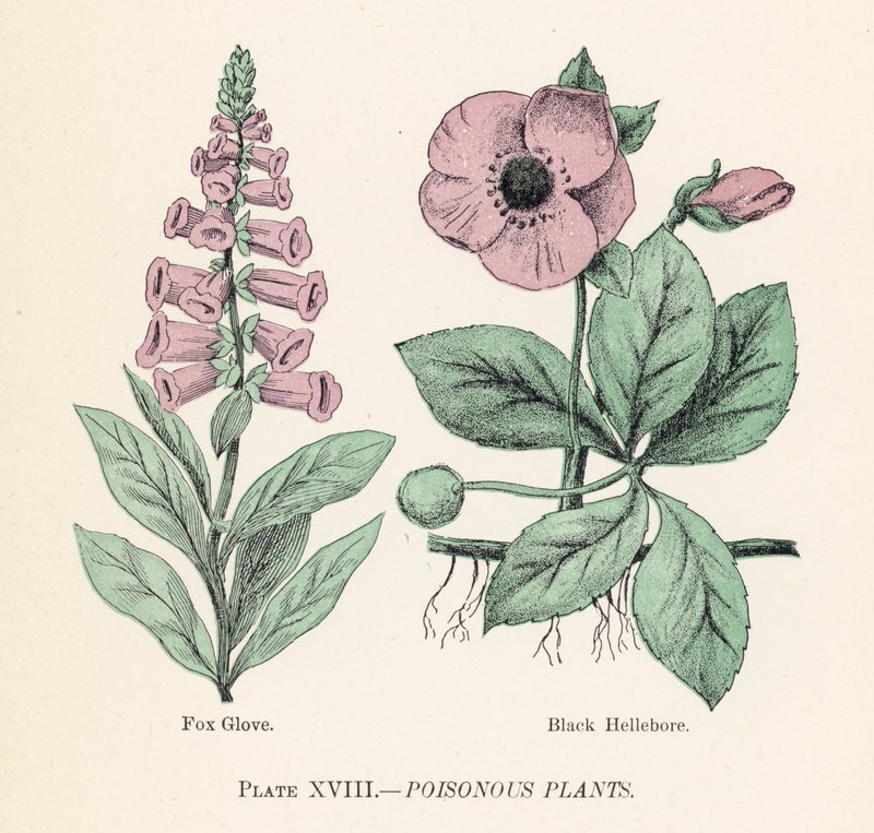 Poisonous plants by English School