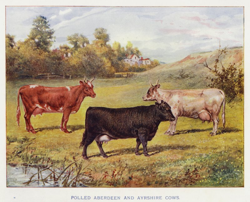 Polled Aberdeen and Ayrshire Cows by English School