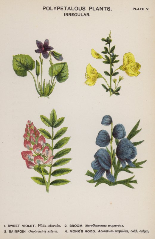 Polypetalous Plants, Irregular by English School