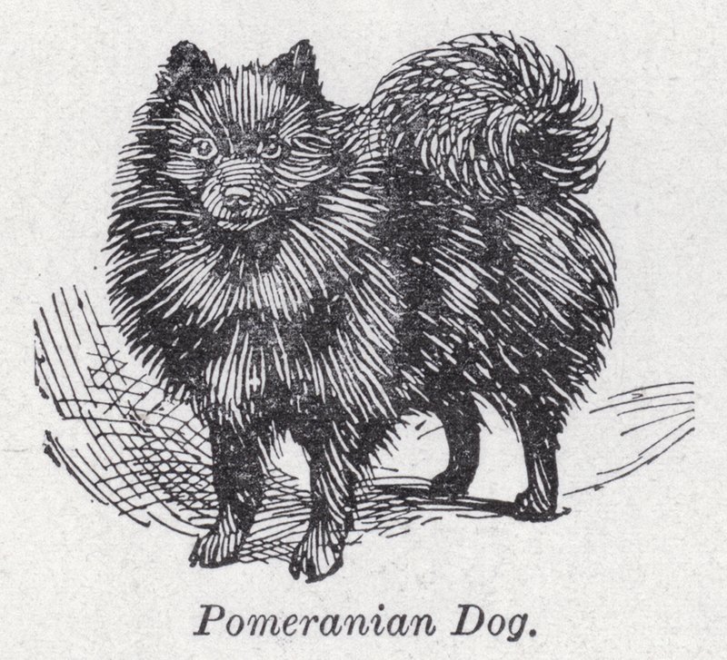 Pomeranian dog by English School