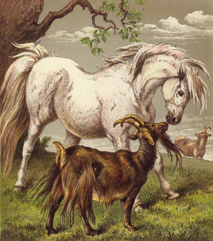 Pony and goats by English School