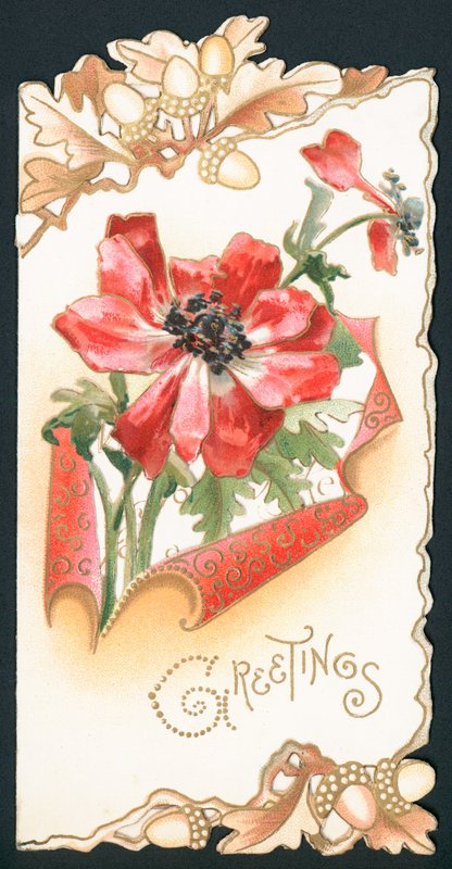 Poppy with Acorns by English School