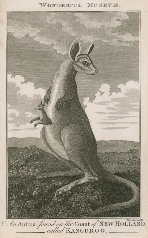 Portrait of a Kangaroo by English School