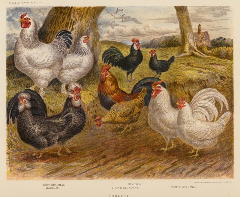 Poultry by English School