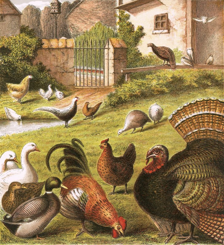 Poultry at a Farm by English School