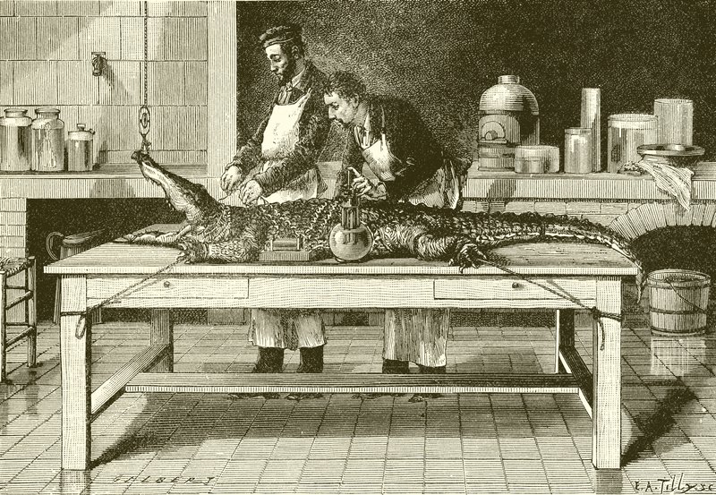 Power of a crocodile