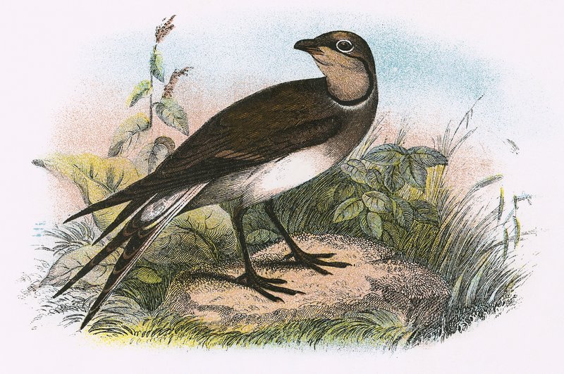 Pratincole by English School