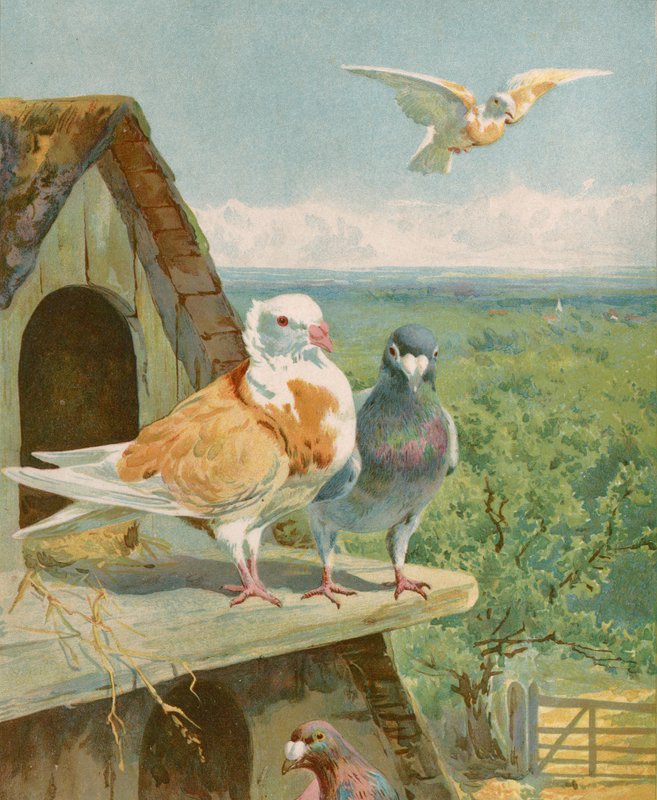 Pretty pigeons by English School