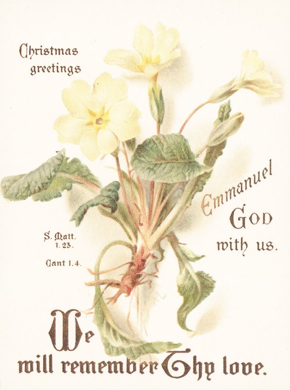 Primroses by English School
