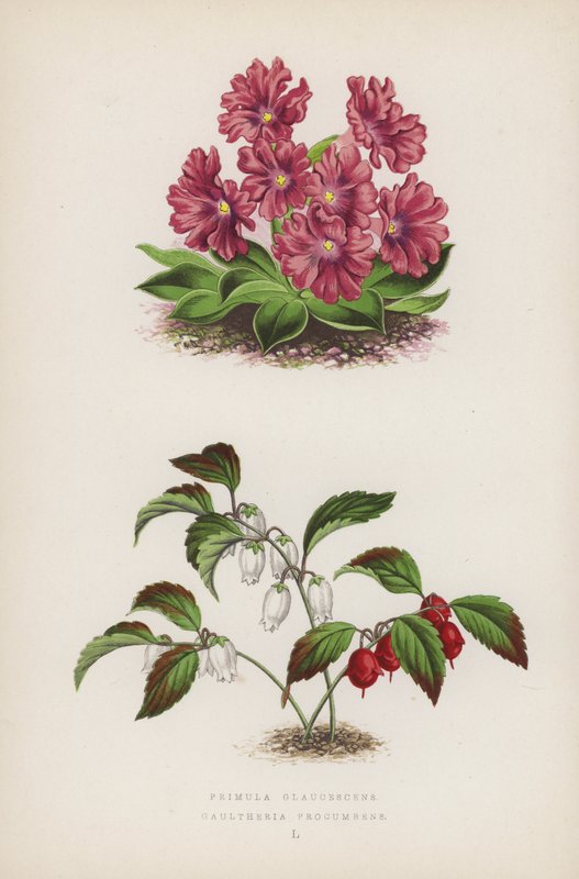 Primula Glaucescens; Gaultheria Procumbens by English School