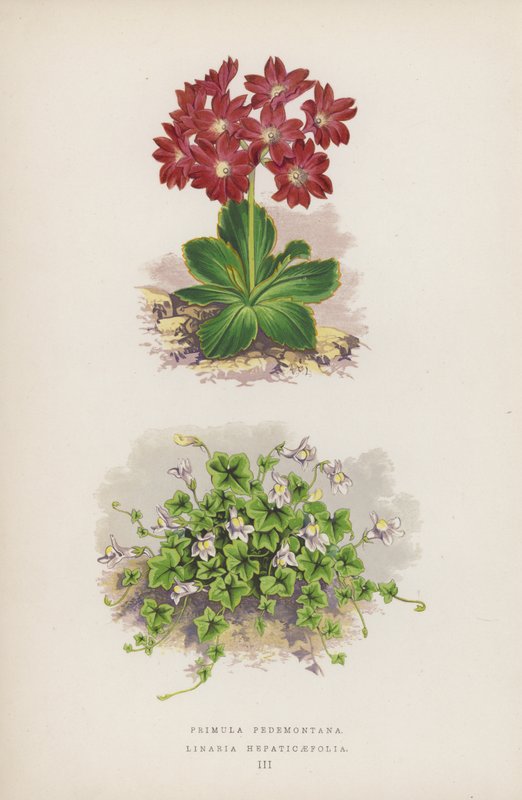 Primula Pedemontana; Linaria Hepaticaefolia by English School