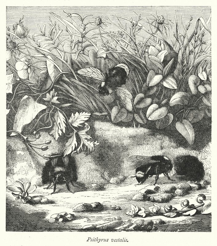 Psithyrus Vestalis (Engraving) by English School