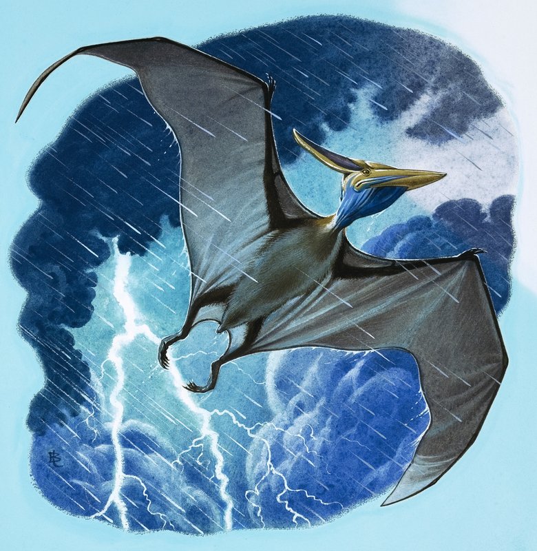 Pterodactyl by English School