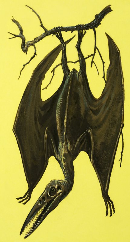 Pterodactylus by English School
