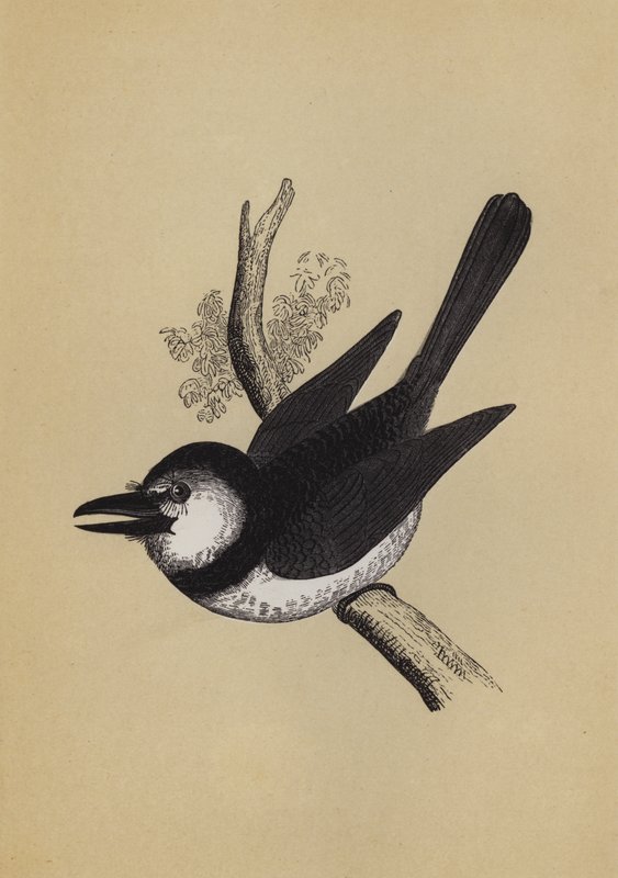 Puff Bird by English School
