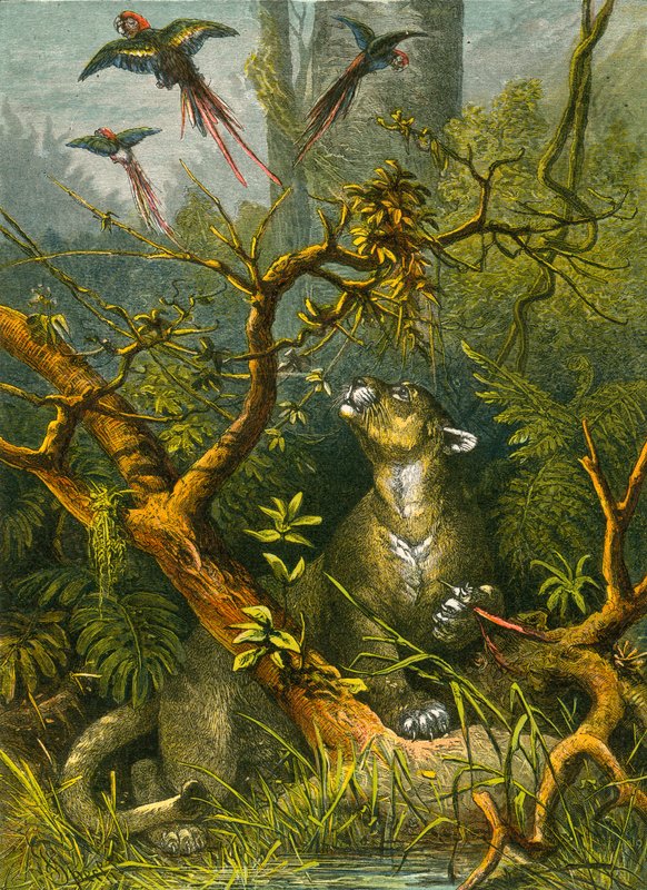Puma and Parrots by English School
