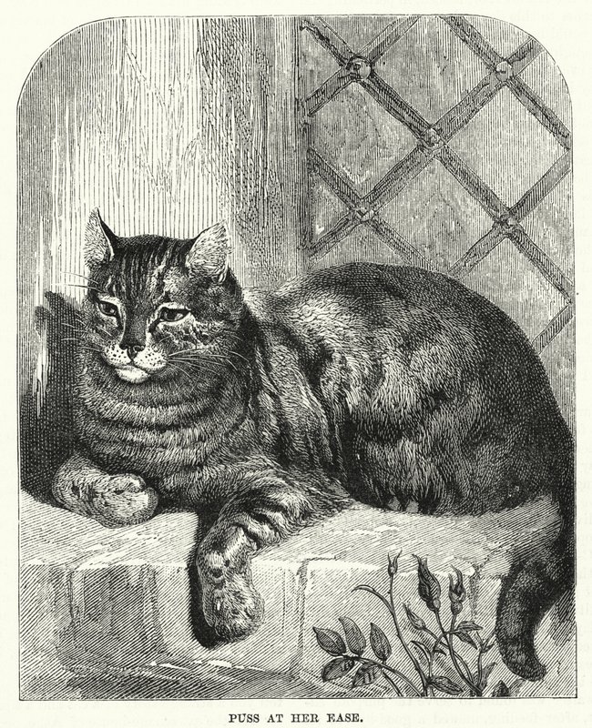 Puss at her ease by English School