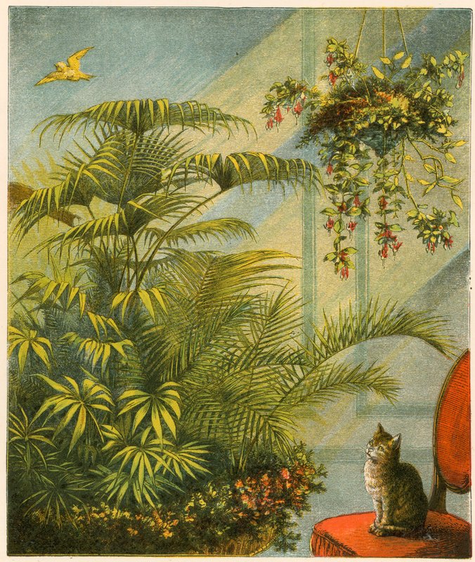 Pussy and Dicky, Cat and Canary by English School