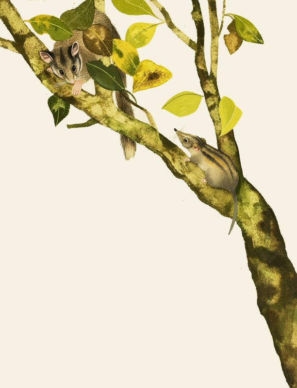 Pygmy Shrews by English School