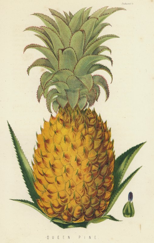 Queen Pine by English School