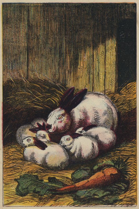 Rabbits by English School