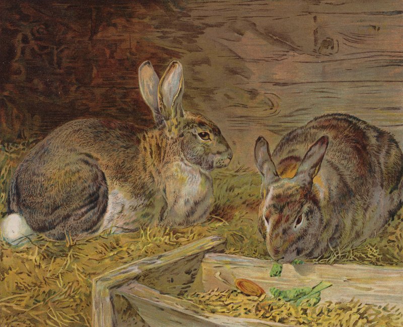 Rabbits in a Barn by English School