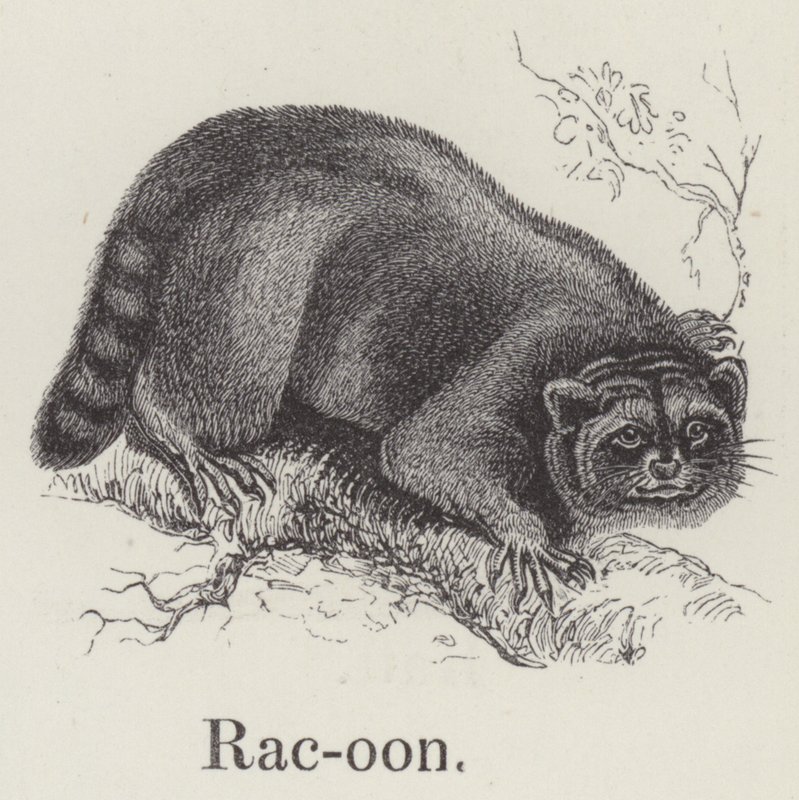 Racoon by English School