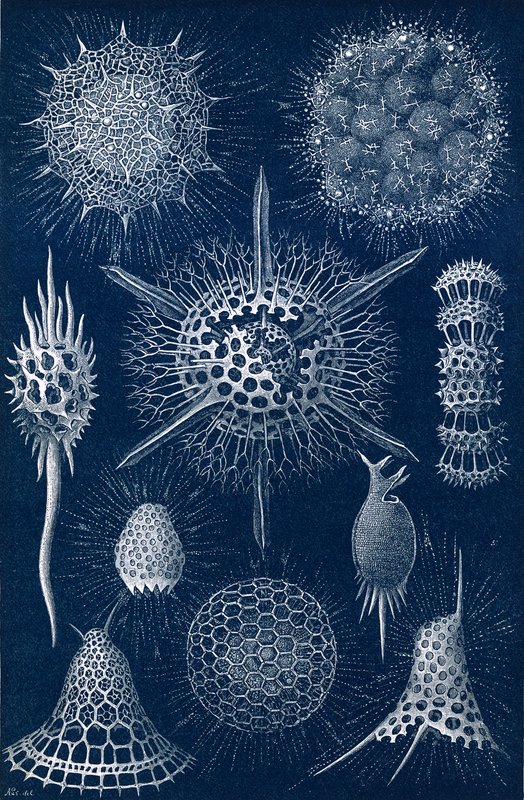 Radiolarians by English School