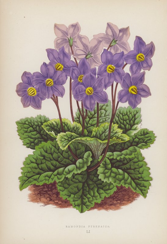 Ramondia Pyrenaica by English School