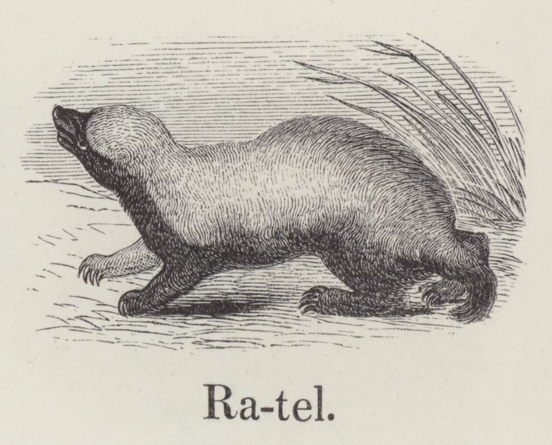 Ratel by English School