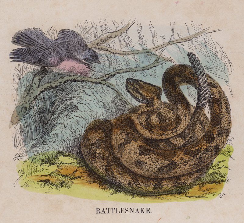 Rattlesnake by English School