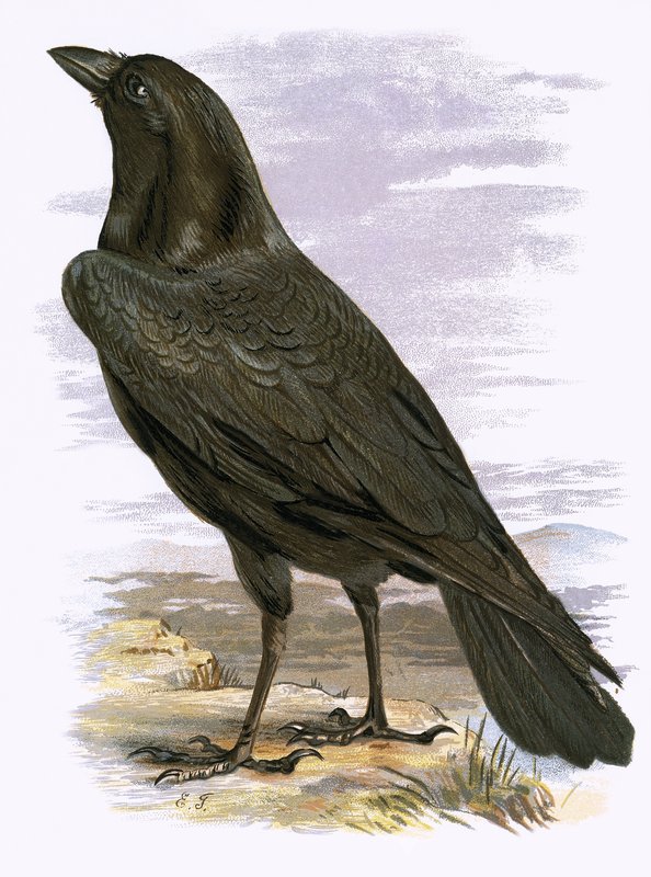 Raven by English School