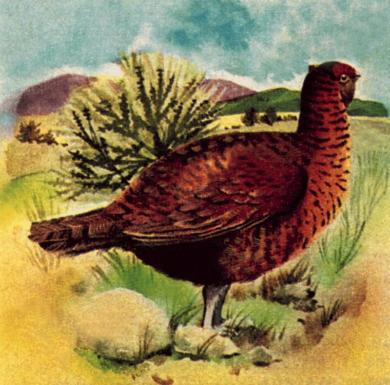 Red Grouse by English School
