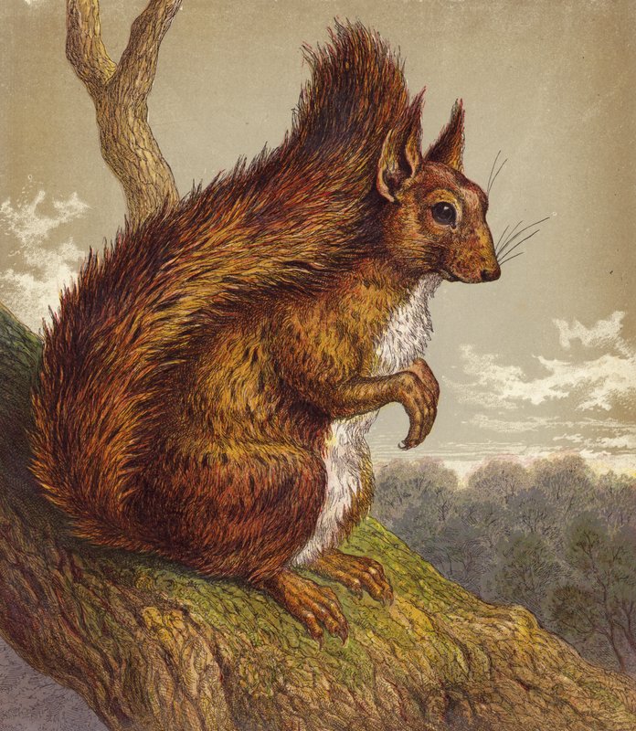 Red Squirrel by English School