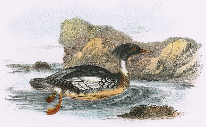Red breasted Merganser by English School