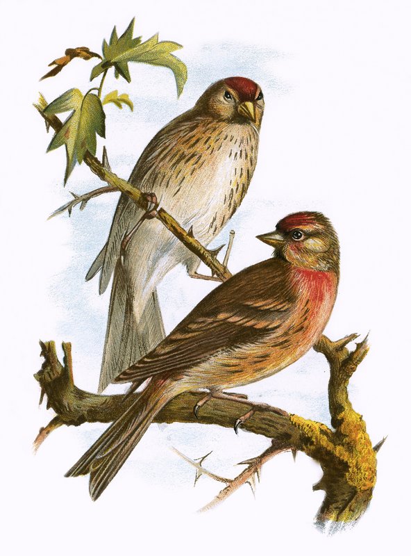 Red polls by English School