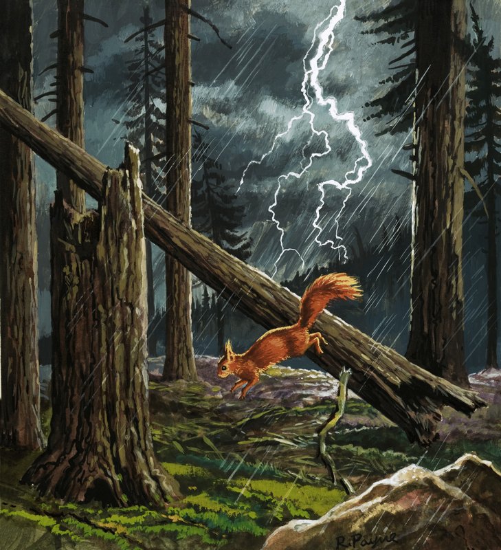 Red squirrel in a storm by English School