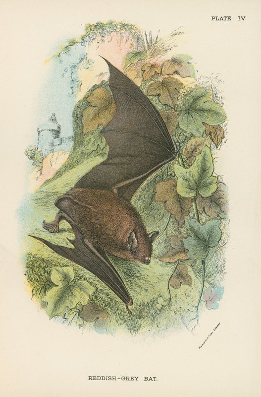 Reddish-Grey Bat by English School
