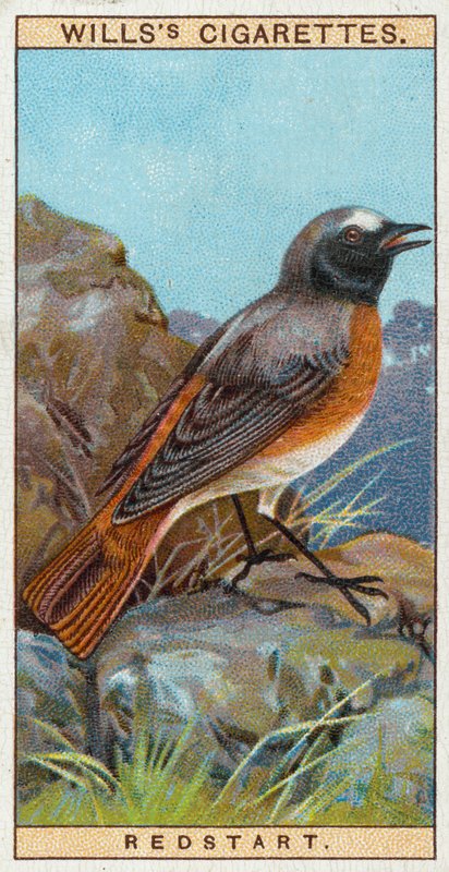 Redstart by English School