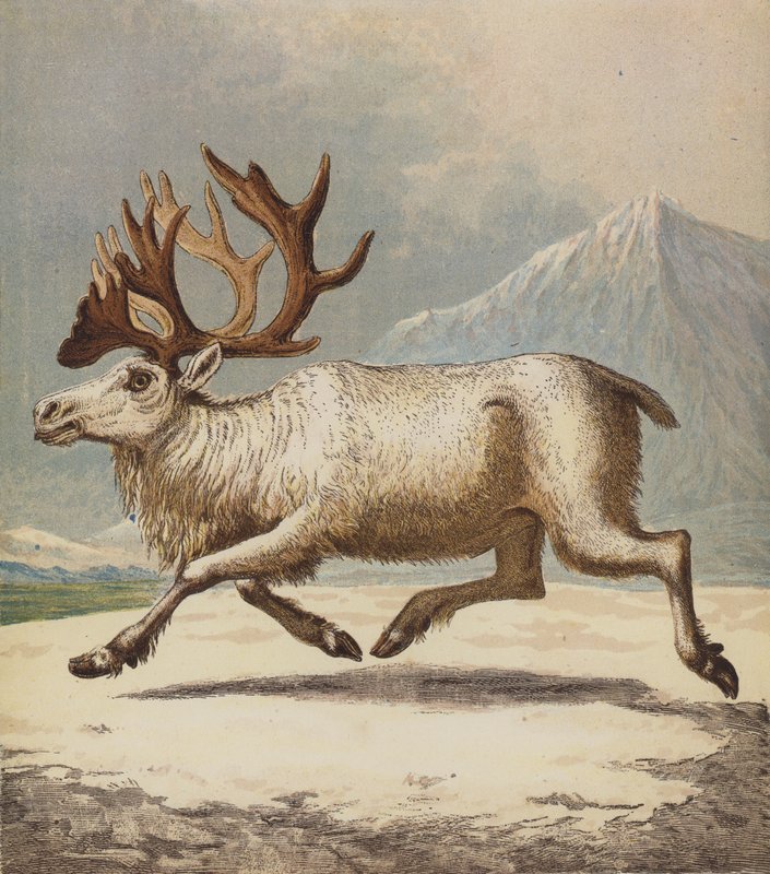 Reindeer by English School