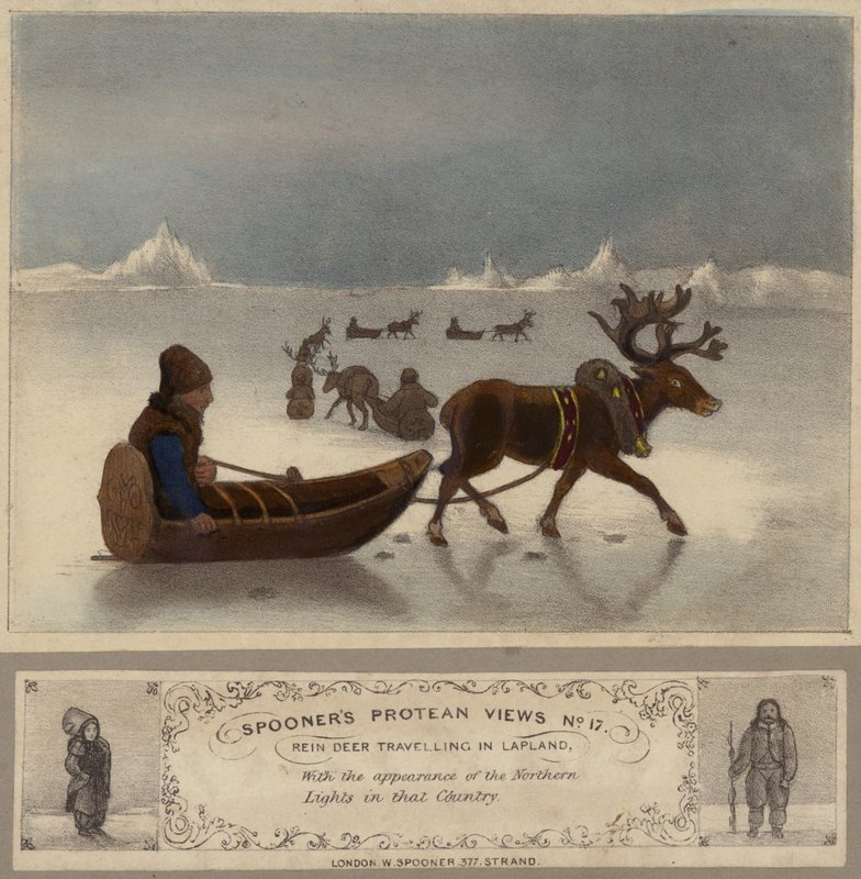 Reindeer Travelling in Lapland by English School