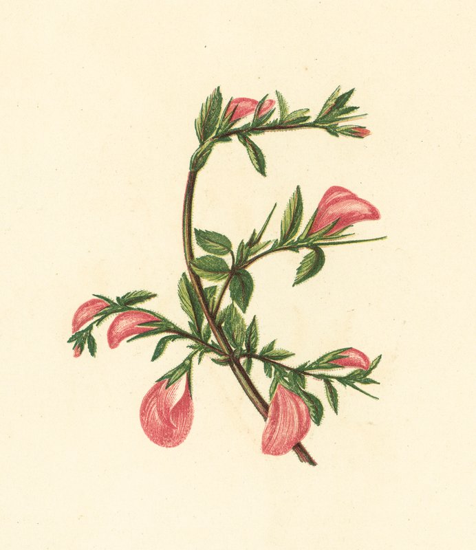 Rest-Harrow, Ononis Arvensis by English School