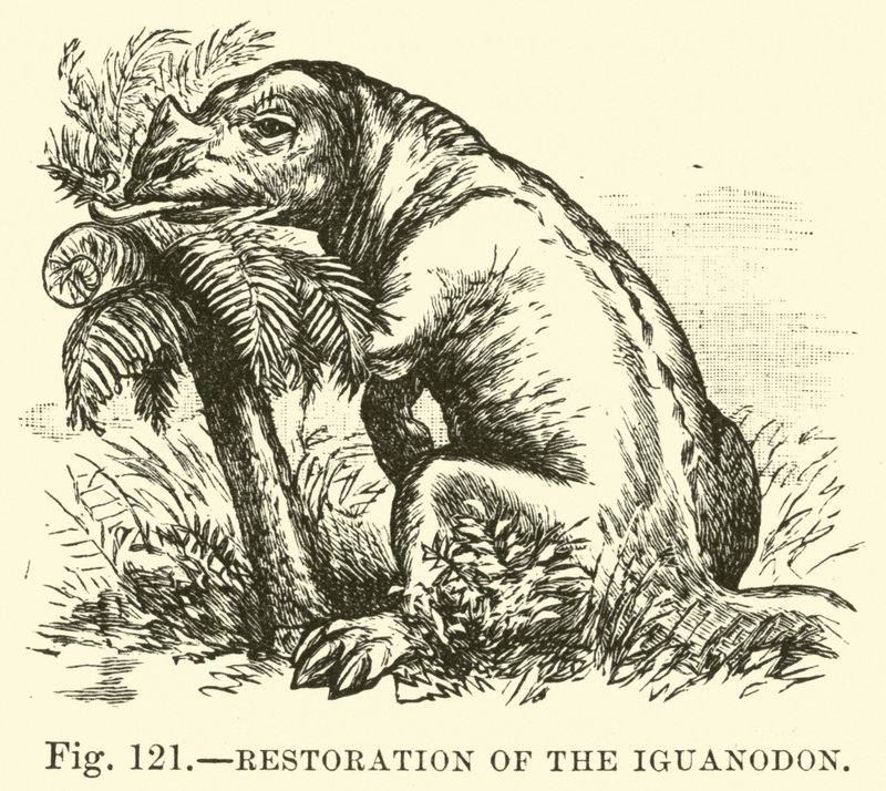 Restoration of the Iguanodon by English School