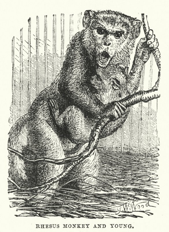 Rhesus monkey and young by English School