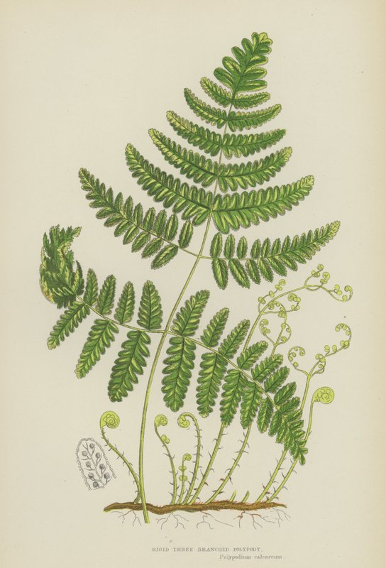 Rigid Three-Branched Polypody by English School