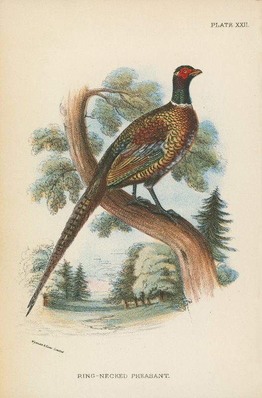 Ring-Necked Pheasant by English School
