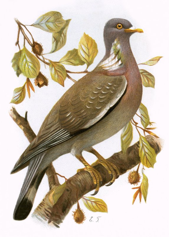 Ringdove by English School
